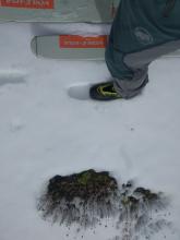 2 to 5 cm (1 to 2 in) of corn on a S aspect at 8000 ft. by 10:30 am