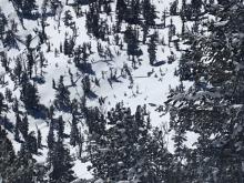 Additional photo taken and added to this observation on March 19.