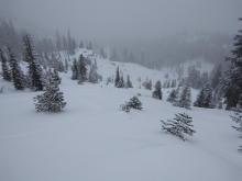 Buried surface hoar was both widespread and reactive in this open terrain both below treeline and near treeline.
