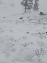 Scoured surfaces on the windward aspects.