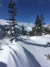 Some trees at the summit ridge still held snow despite previous wind and current direct sun.