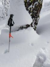 Settlement cone on a tree in below treeline terrain.