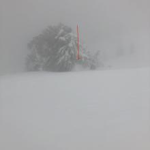 Large debris pile above tree. 