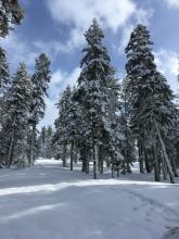 A fleeting dash of blue this morning, showing the new snow on the ground and trees. 