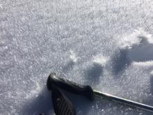 Large surface hoar up to 2 cm in Round Valley, nil aspect at about 7,850'