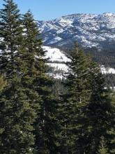 Large rollet balls or pinwheels visible on west aspect 