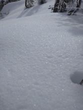 New surface hoar, already knocked over.