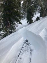 The wind loaded slopes in this zone are small but wind slabs were breaking nearly to their full size (albeit fairly small here).