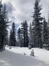 Pretty opening near the edge of treelike with very little evidence of wind.