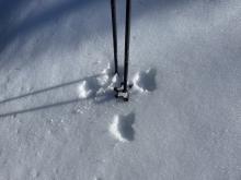 Melt freeze crust on the surface.