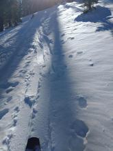 Openings in the trees on the N slopes held 1-2 inches of recent new snow over soft facets.