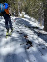 Ski pole point identifying our approach tracks; snow in the morning, dirt in the afternoon.