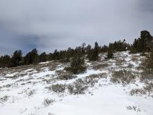 Bushes are still exposed on S aspects. Skies were partly cloudy for most of the day.