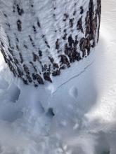 Minor settlement cracks observed around trees.