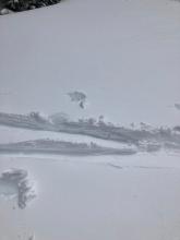 This nearly flat slope on the summit ridge receives quite a bit of sun and the snow was heavy and grippy.