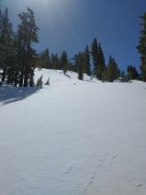 Signs of wind effect as we moved into near treeline terrain.