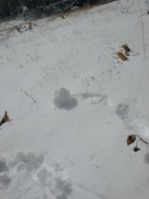 Just enough surface warming on a solar aspect at 10:15 am at ~9,200' to make a small pinwheel when I tossed a snowball on the surface.