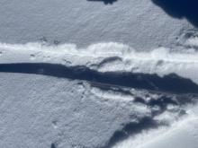 PS 5-10 cm at all elevations