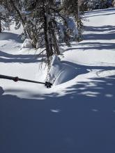 Settlement cones had already started to form around trees indicating settlement and consolidation in the storm snow.