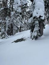 heavy snow and ice on trees has led to branches falling