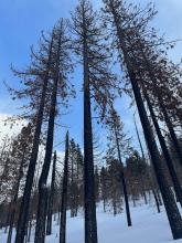 Little new snow fell in the late afternoon here in Meyers and there were patches of blue on my tour.