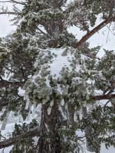 Ice on trees and a rain crust at the base of the storm snow existed all the way to the top of Rubicon.