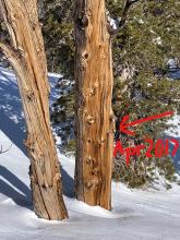 The "Record Tree" on Tamarack Peak.  At this location, current HS not up to April 2017-yet? 