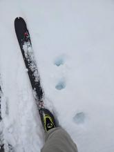 East aspects below 8000 ft had unsupportable wet snow on them by 11:45 am